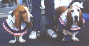 Two basset hounds stand with the jeans-clad legs of a person between them. Each of the dogs is wearing a ruffled collar with layers of blue, red-and-white stripes, and white. 