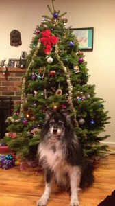 Flipper the dog poses by the Christmas tree