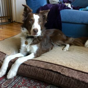 Border collie lying patiently on a dog bed