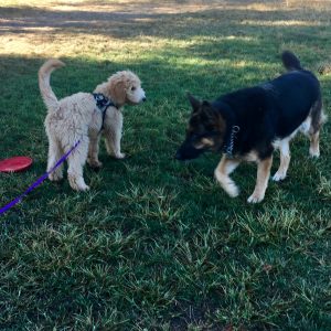 Goldendoodle puppy meeting a German shepherd