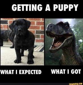 "Getting a puppy: What I expected" (picture of cute puppy); "What I got" (picture of threatening dinosaur!)