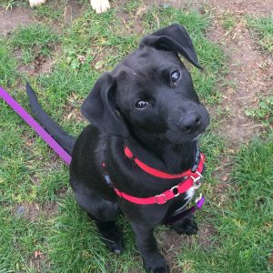 Young puppy looking at handler