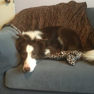 Border collie relaxing on the couch