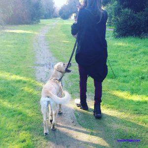 Golden retriever looks at handler while walking