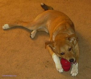 A young dog chews on a red rubber dog toy