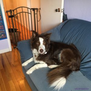 A border collie dog lies on a couch with the view of a baby gate blocking the doorway behind him