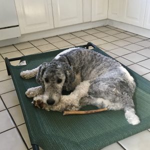 Large poodle curls up on a raised platform bed