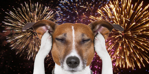 A terrier holds its paws to its ears with eyes closed, as if trying to block out the sounds of the fireworks display behind it.