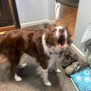 A red-and-white border collie stands in a house's entryway, barking at the door