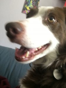 A young brown-and-white border collie looks up expectantly