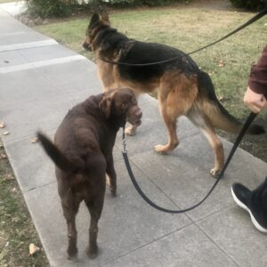 Gabby, a chocolate Lab, curves her body to look back her handler, while her "brother", a very large German Shepherd, continues walking ahead