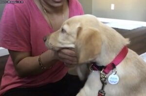 Young yellow Lab chomps down on the hand of his otherwise doting owner