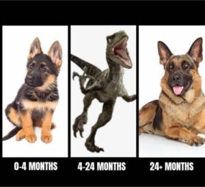 Image is three panels allegedly showing stages of a German shepherd dog: 0-4 months: adorable puppy. 4-24 months: attacking velociraptor. 24+ months: lovely mature dog