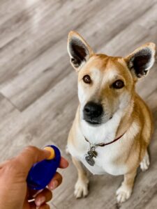 Dog looks at the owner who is holding a clicker, poised to mark a moment of good behavior! 