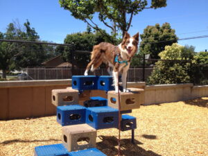 A red-and-white border collie dog balances on a climbing toy at a playground, showing off his turquoise no-pull harness