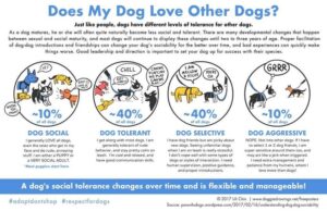 Small version showing the variety of dog's social tolerance