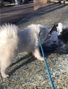 Freedom the samoyed gingerly checks out a small water fountain feature