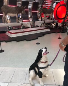 Henry the English springer spaniel is stressed in front of animatronic mules