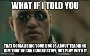 Morpheus from "The Matrix" is shown with the text, "what if told you that socializing your dog is about teaching him that he ignore stuff, not play with it"