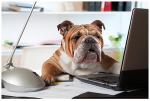 Bulldog at a desk looks at laptop