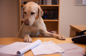 Yellow Lab wearing glasses peers at papers on a desk